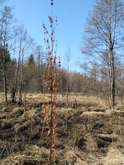 Rumex aquaticus