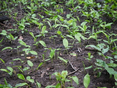 Stachyphrynium spicatum