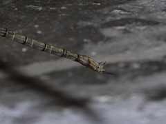 Gynacantha nourlangie