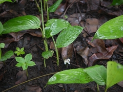 Stachyphrynium spicatum