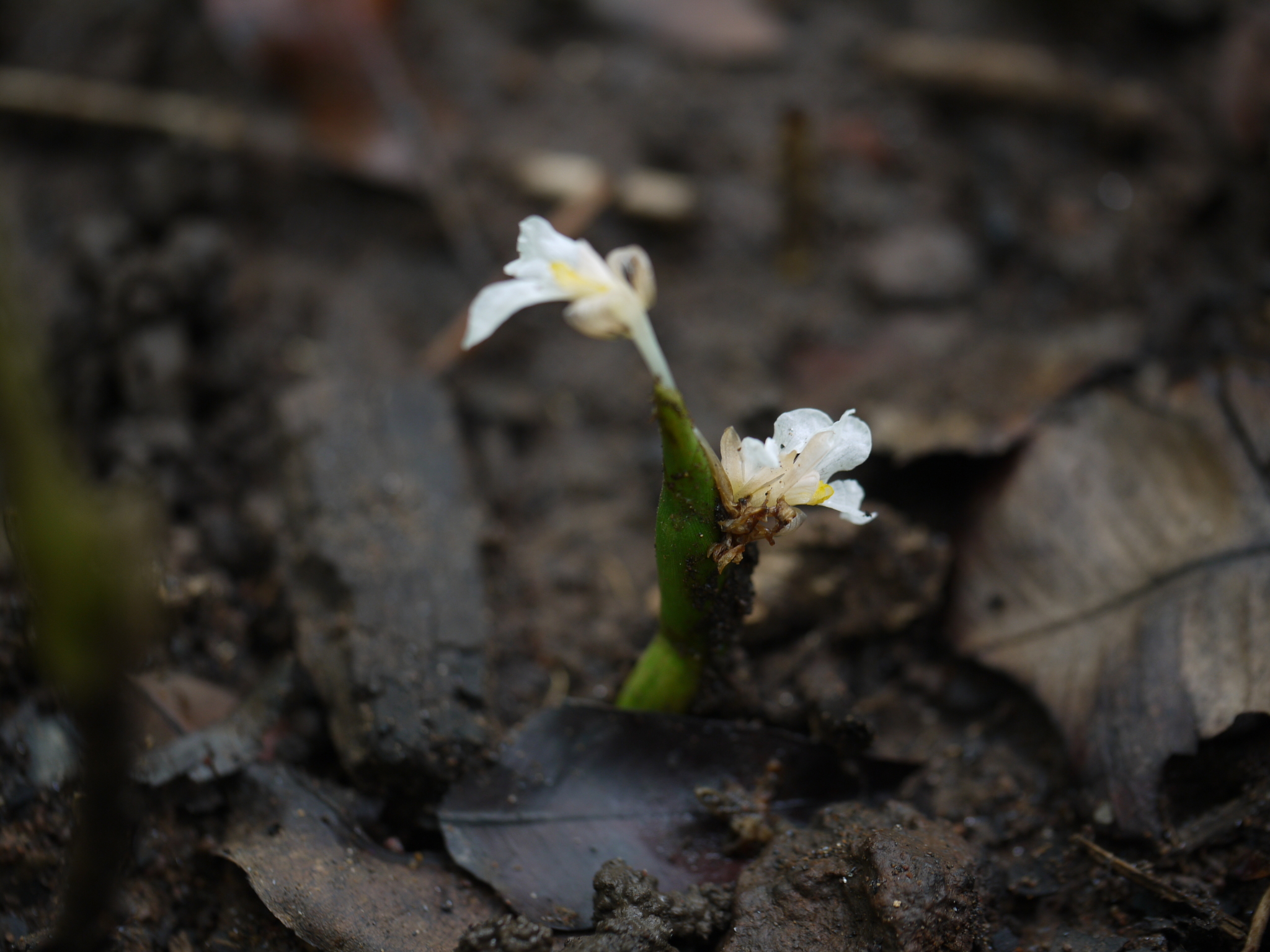 Stachyphrynium spicatum (Roxb.) K.Schum.