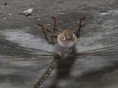 Gynacantha nourlangie