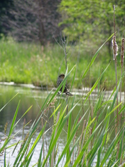 Agelaius phoeniceus