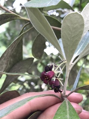 Pittosporum crassifolium