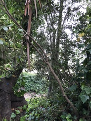 Pittosporum crassifolium