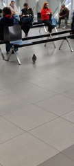 Columba livia domestica