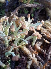 Cladonia botrytes