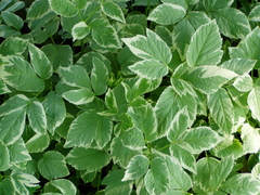 Aegopodium podagraria