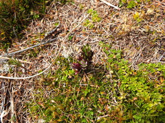 Gentianella antarctica