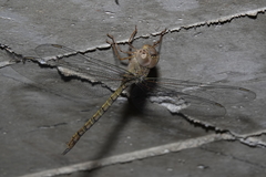 Gynacantha nourlangie