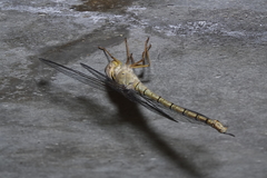 Gynacantha nourlangie