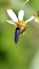 Scolia superciliaris