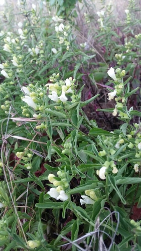 Image of Scutellaria californica by (c) Alex, some rights reserved (CC BY)