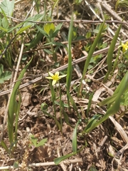 Gagea granulosa