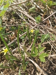 Gagea granulosa