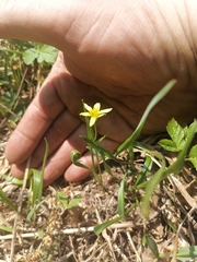 Gagea granulosa