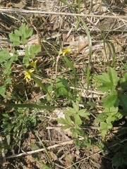 Gagea granulosa
