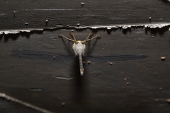 Gynacantha nourlangie