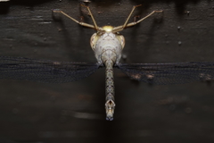 Gynacantha nourlangie