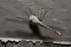 Gynacantha nourlangie