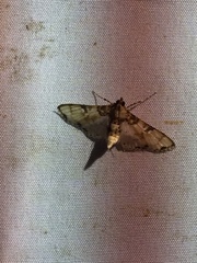 Azochis rufidiscalis