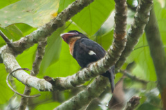 Corydon sumatranus