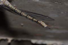 Gynacantha nourlangie