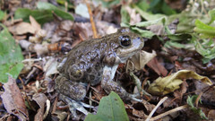 Pleurodema bufoninum