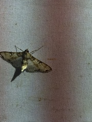 Azochis rufidiscalis