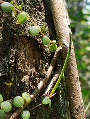 Peperomia cyclophylla