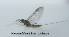 Maccaffertium ithaca