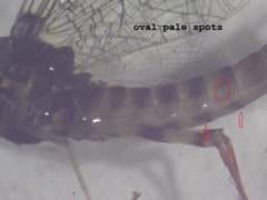 Maccaffertium ithaca