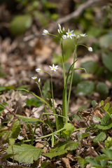 Allium pendulinum