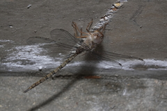 Gynacantha nourlangie