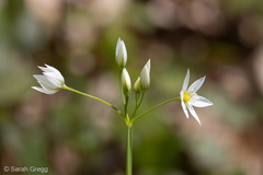 Allium pendulinum