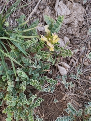 Astragalus lentiginosus chartaceus