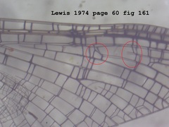 Maccaffertium ithaca