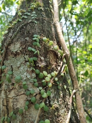 Peperomia cyclophylla