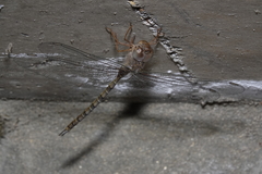 Gynacantha nourlangie