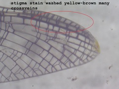 Maccaffertium ithaca