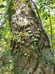 Peperomia cyclophylla