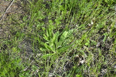 Plantago urvillei