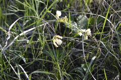 Lathyrus pannonicus collinus