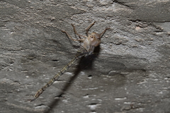 Gynacantha nourlangie