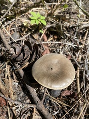 Melanoleuca angelesiana