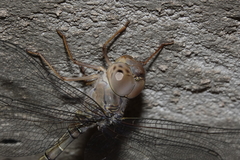 Gynacantha nourlangie