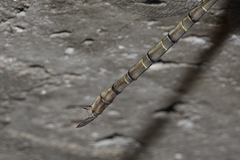 Gynacantha nourlangie