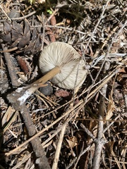 Melanoleuca angelesiana