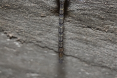 Gynacantha nourlangie