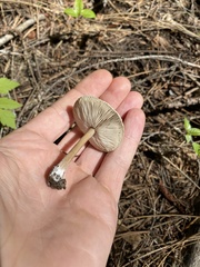 Melanoleuca angelesiana